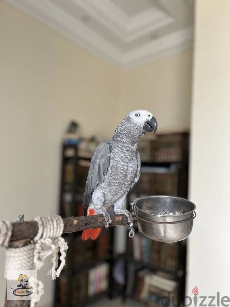ببغاء كاسكو زنجباري سوبر جامبو متكلم – African Grey